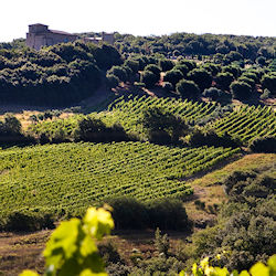 podere montale vigna