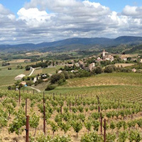 Rosier vigna