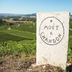 Moet vigna